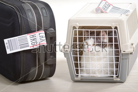 Постер Кошки в самолет груз для перевозки домашних животных ждут в аэропорту после долгого путешествия  