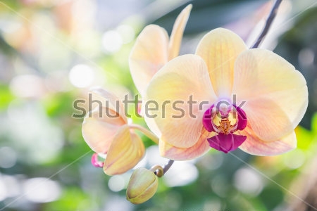 Картина Цветок орхидеи нежного персикового цвета крупным планом 