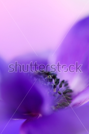 Картина Макросъёмка нежного фиолетового цветка анемоны на розоватом фоне 