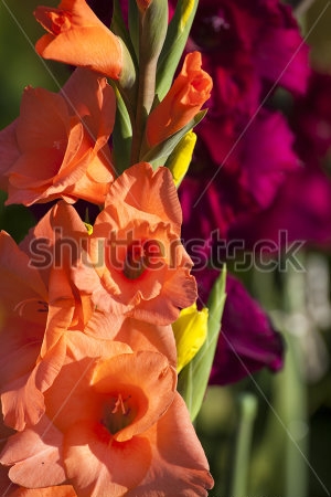 Картина Оранжевые и фиолетовые гладиолусы в саду 