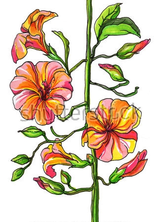 Картина Красочная иллюстрация стебля настурции с цветами и бутонами на белом фоне 