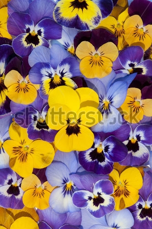 Картина Яркий ковёр из жёлтых, голубых и фиолетовых цветов анютиных глазок 