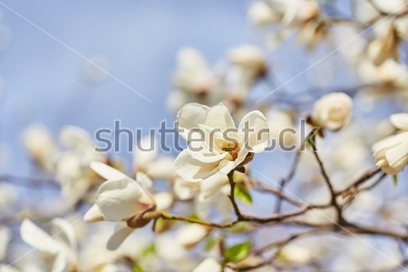 Картина Ветви белой цветущей магнолии на фоне голубого неба 