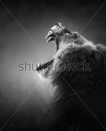 Картина Грозный ревущий лев 