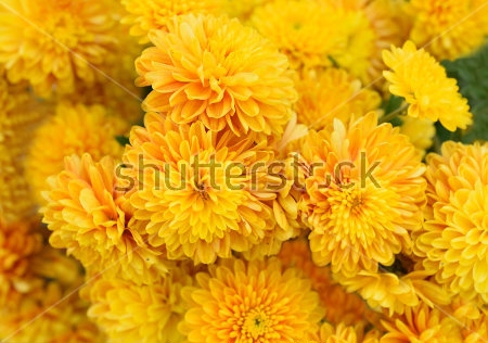 Картина Жёлтые хризантемы 