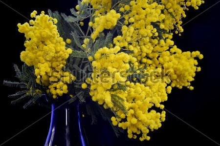 Картина Эффектный пушистый букет жёлтой мимозы в синей вазе на чёрном фоне 