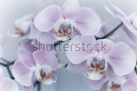 Картина Красивые нежные цветки орхидеи крупным планом 