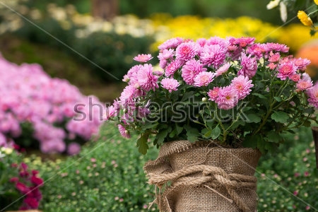 Картина Букет красивых розовых хризантем в красивом саду 