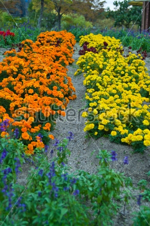 Картина Яркие грядки жёлтых и оранжевых бархатцев в цветочном саду 