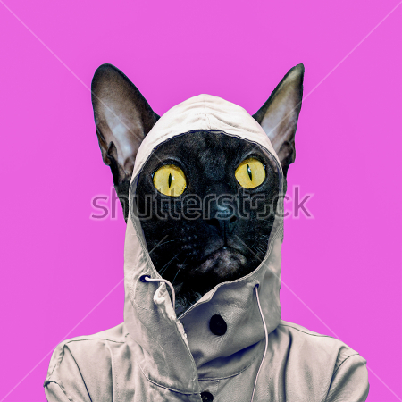 Картина Коллаж со стильным котом в капюшоне 