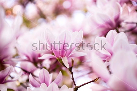 Картина Нежные розовые цветы магнолии в мягком освещении крупным планом 