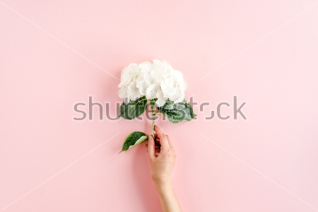 Картина маслом Красивый белый цветок гортензии в руке девушки на розовом фоне 