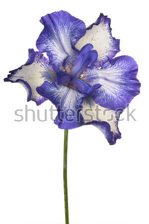 Картина Роскошный цветок сине-белого ириса крупным планом 