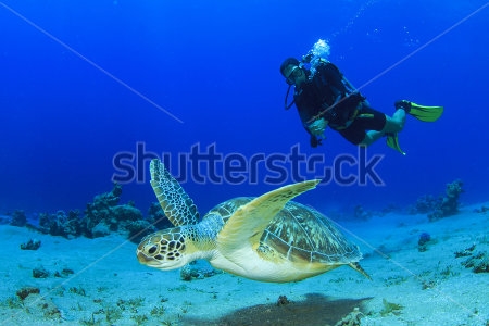 Картина маслом Дайвер плывёт за морской черепахой 