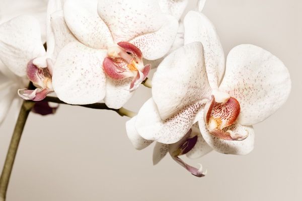 Картина Орхидеи (Orchids) 