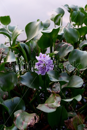 Картина Прекрасный сиреневый цветок водяного гиацинта среди красивых листьев 