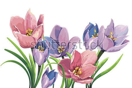 Картина Иллюстрация цветущих фиолетовых и розовых крокусов на белом фоне 