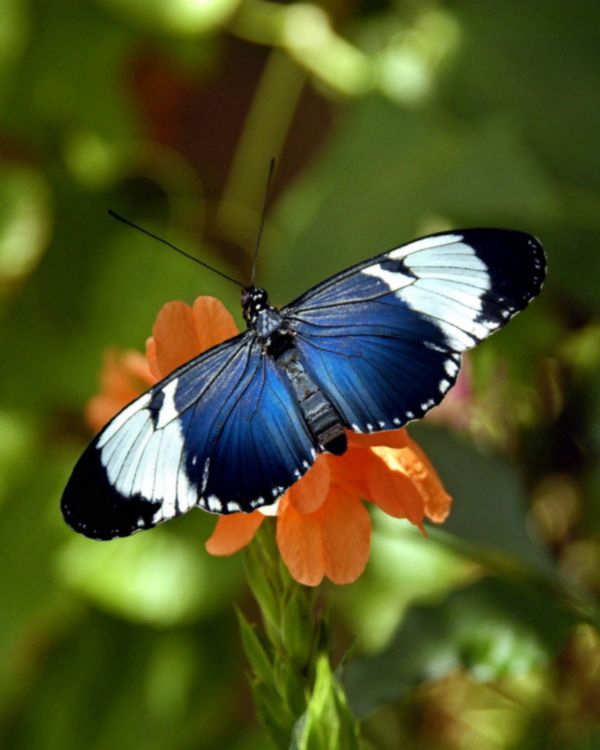набор бабочек живых. набор "бабочка". коллекции бабочек в рамках. наклейки "цветы и бабочки". разноцветные бабочки.