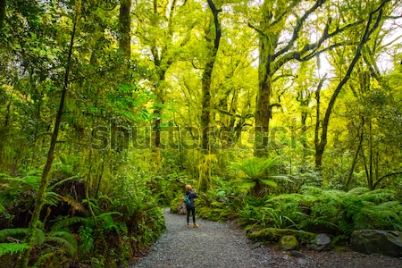 Постер Путешественник в густом лесу с высокими древовидными папоротниками в Национальном парке Милфорд-Саунд (Новая Зеландия)  