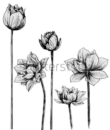 Картина Цветы кувшинки - чёрно-белый рисунок 