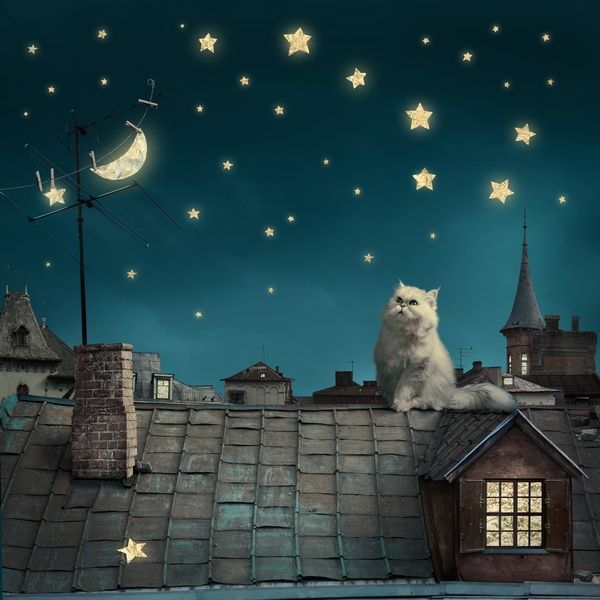 Постер Кот на крыше (Cat on the roof) 