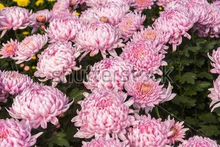 Картина Красивые пышные цветы розовых хризантем 