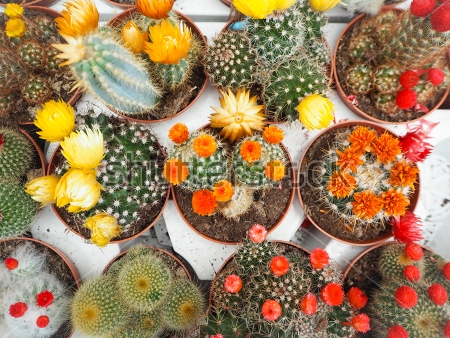 Картина Разнообразные цветущие кактусы в оранжерее 