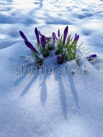 Картина Первые весенние крокусы с бутонами в снегу 