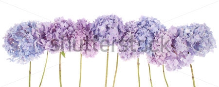 Картина Фиолетовые и голубые цветы гортензии на белом фоне 