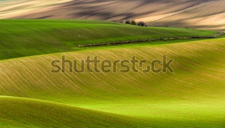 Постер Волны зелёных полей в Южной Моравии (Чехия)  