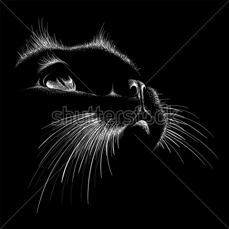 Картина Выразительный портрет чёрной кошки на чёрном фоне 