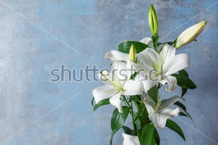 Картина Красивый букет белых лилий на фоне серой стены 
