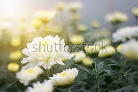 Картина Белые цветы хризантемы в мягком освещении 