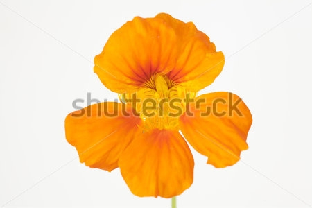 Картина Оранжевый цветок настурции на белом фоне 