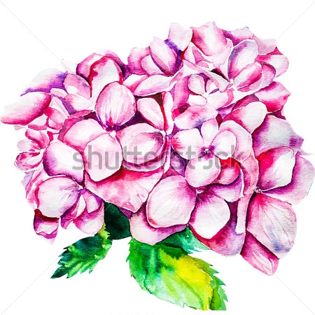 Картина Акварельный рисунок пышного цветка розовой гортензии 