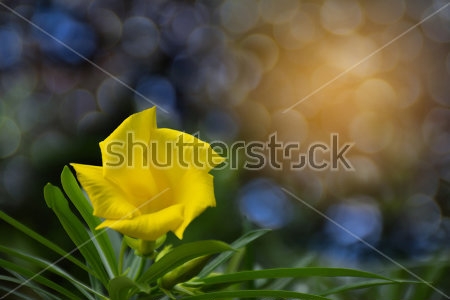 Картина Яркий жёлтый цветок олеандра на фоне солнечных бликов 