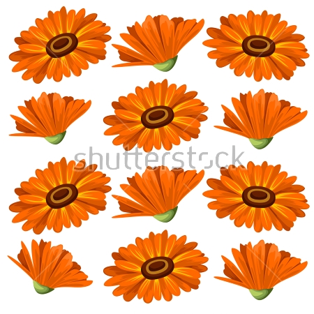 Картина маслом Иллюстрация с оранжевыми цветами календулы на белом фоне 
