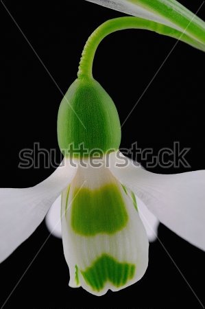Картина Белый цветок подснежника на чёрном фоне 