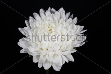 Картина Красивый цветок белой астры на чёрном фоне 