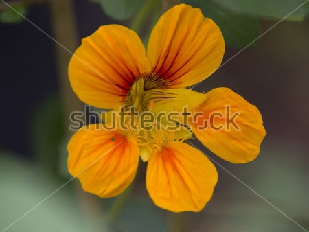 Картина Оранжевый цветок настурции крупным планом 
