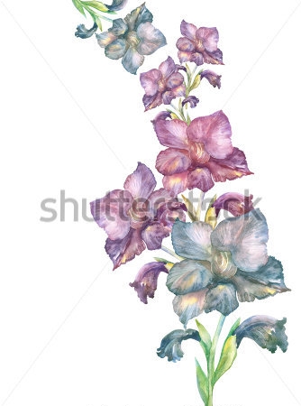 Картина Акварельная иллюстрация с гирляндой фиолетовых цветов гладиолусов 