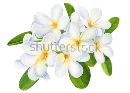 Картина Иллюстрация белых цветов жасмина 