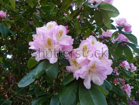Картина Удивительные пышные цветы нежно-розового рододендрона 