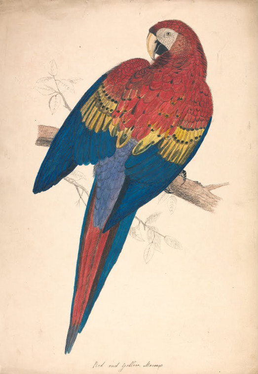 Lira red. Blue and Yellow Macaw Edward Lear