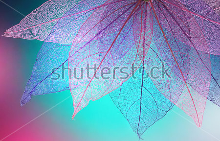 Картина Хрупкость и прозрачность сухих листьев в красивом бирюзово-розовом освещении 