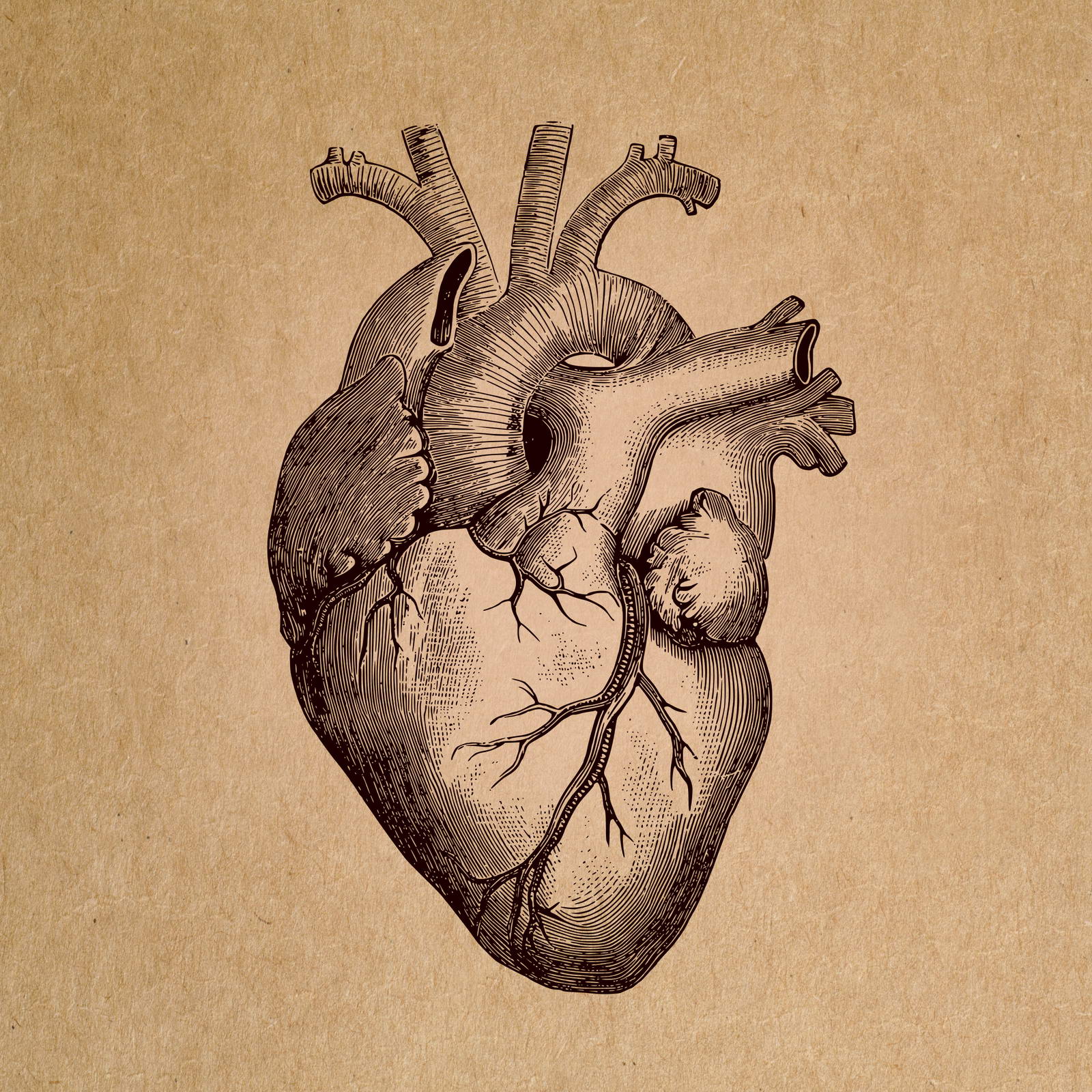 Сердце человека картинка для детей