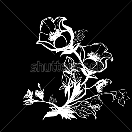 Картина маслом Чёрно-белая иллюстрация цветущей ветки жасмина 