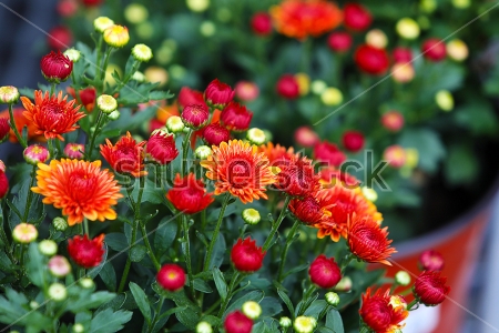 Картина Яркие красные и оранжевые хризантемы  
