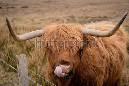 Постер Выразительный портрет шотландского быка с высунутым языком (Шотландия)  