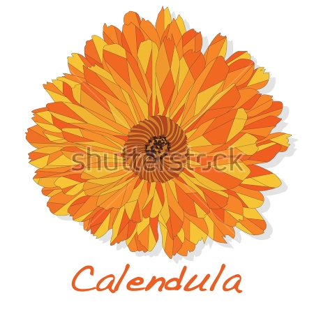 Картина маслом Яркая иллюстрация оранжевого цветка календулы в витражном стиле с надписью 